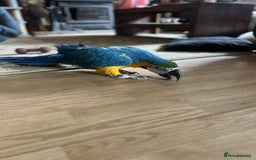Macaws birds for sale: Blue&gold macaw for sale - Image 3