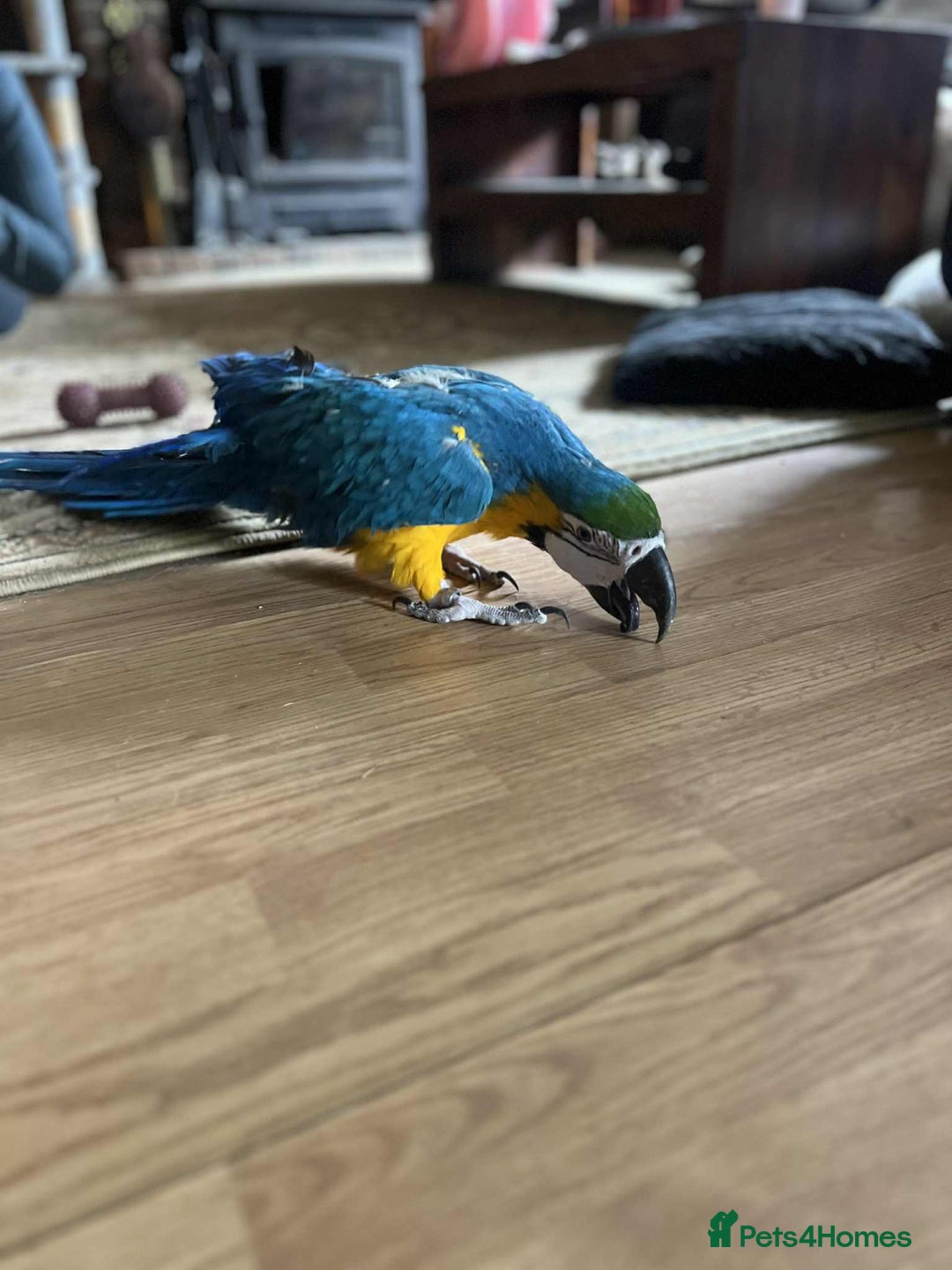 Macaws birds for sale: Blue&gold macaw for sale - Image 3