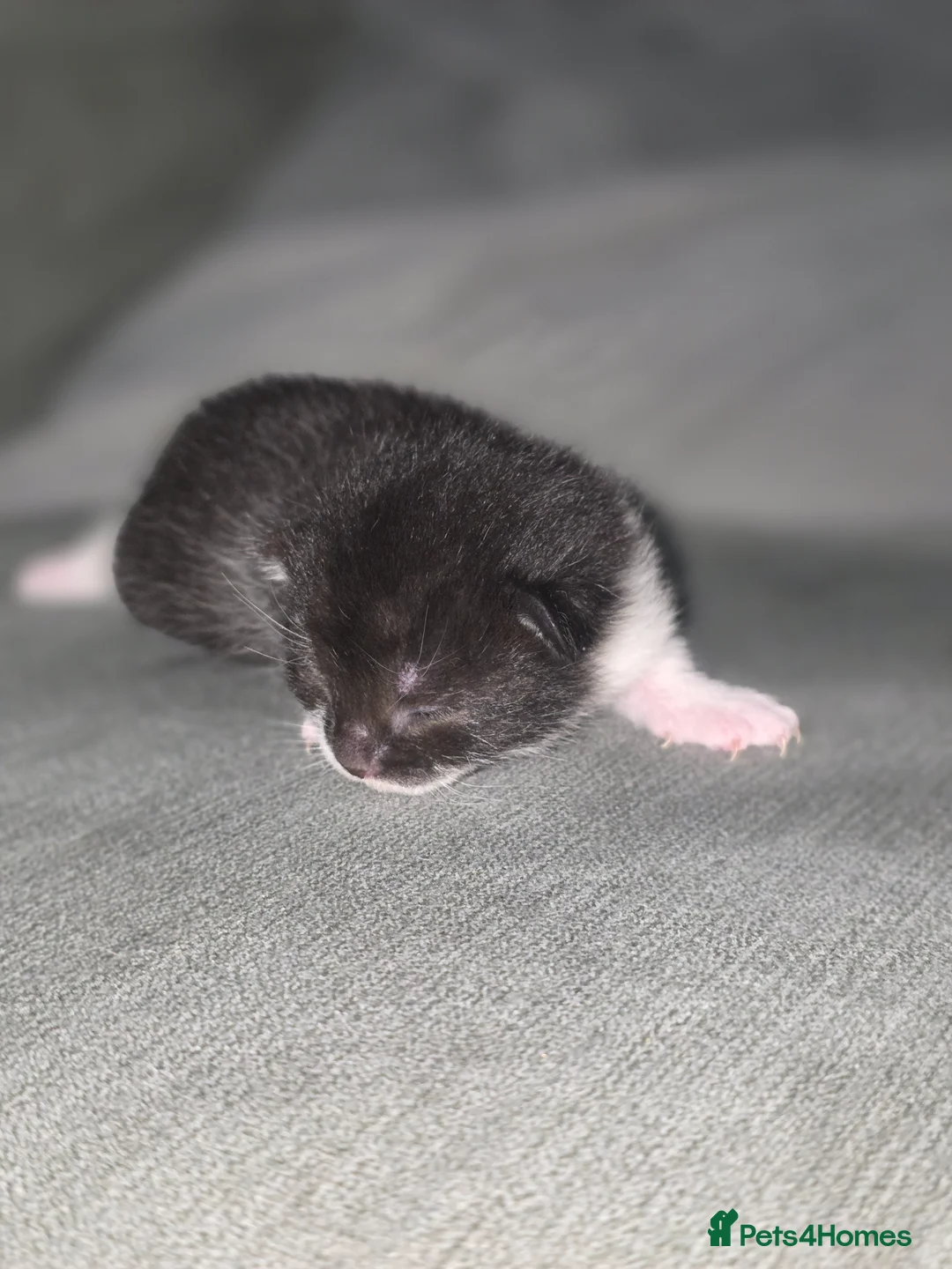 Mixed Breed cats for sale: 3 beautiful kittens - Advert 2