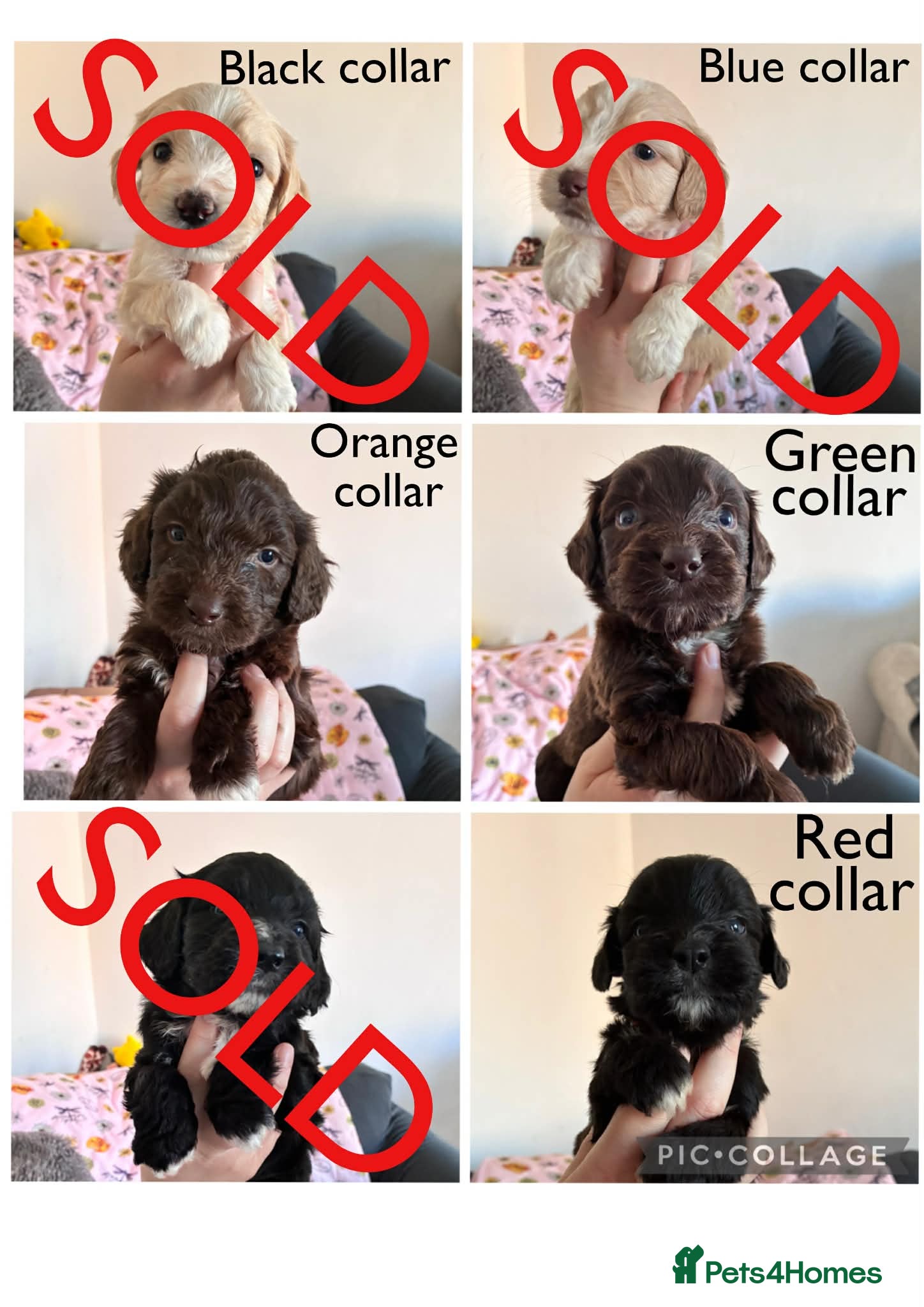 Mixed Breed dogs Beautiful pups - Advert 19