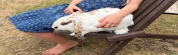 Mixed Breed rabbits for sale: Rocky the Bunny in Reading - Advert 2