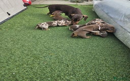 Miniature Dachshund dogs for sale: Miniature Dachshund Puppies  - Image 4