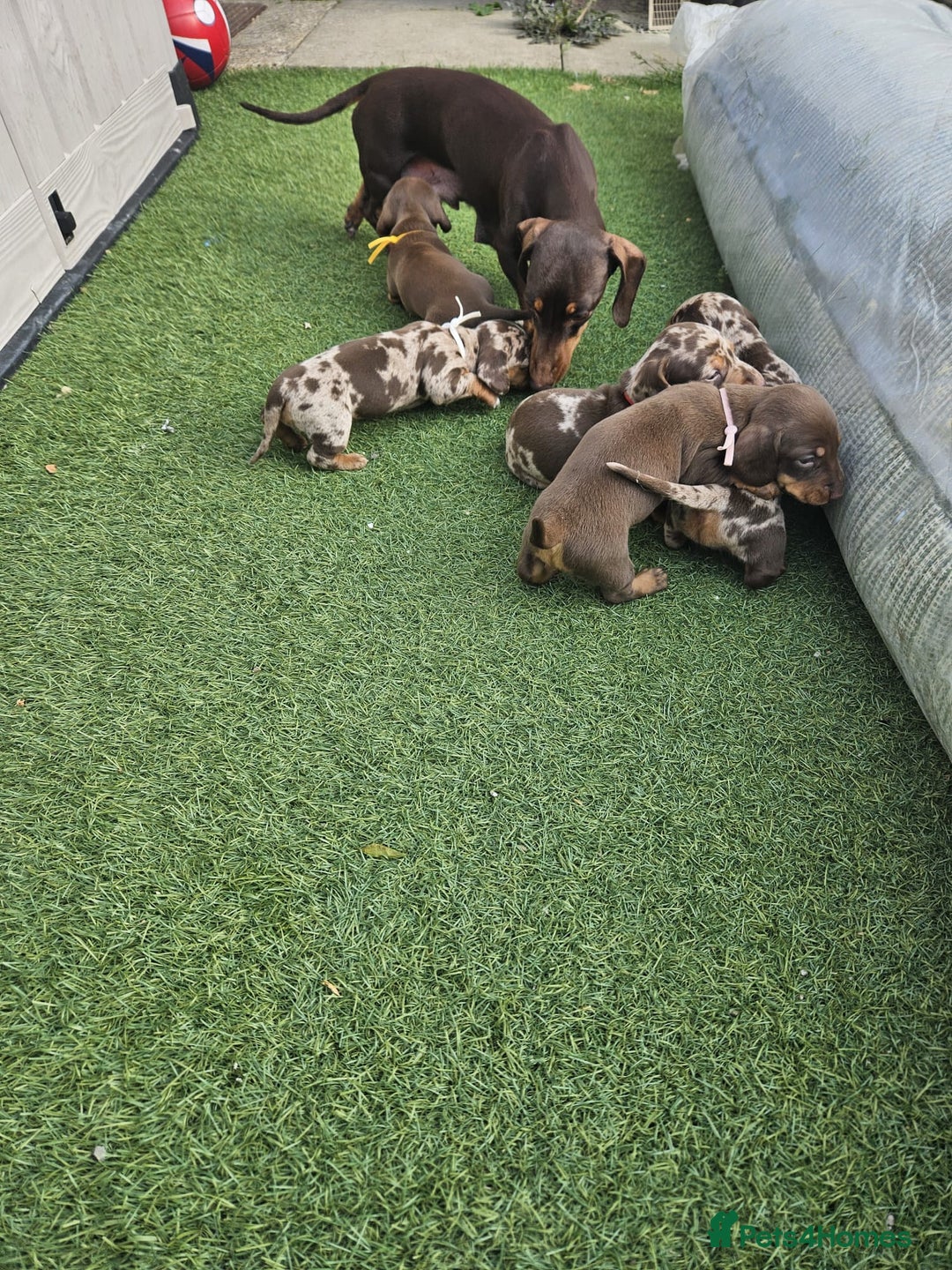 Miniature Dachshund dogs for sale: Miniature Dachshund Puppies  - Image 4