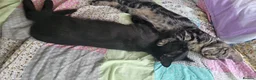British Shorthair cats for sale: Fun loving BSH black tabby kitten - Advert 8