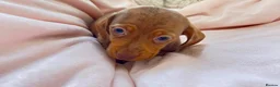 Miniature Dachshund dogs for sale: Lovely Mini dachshund puppies  - Advert 19