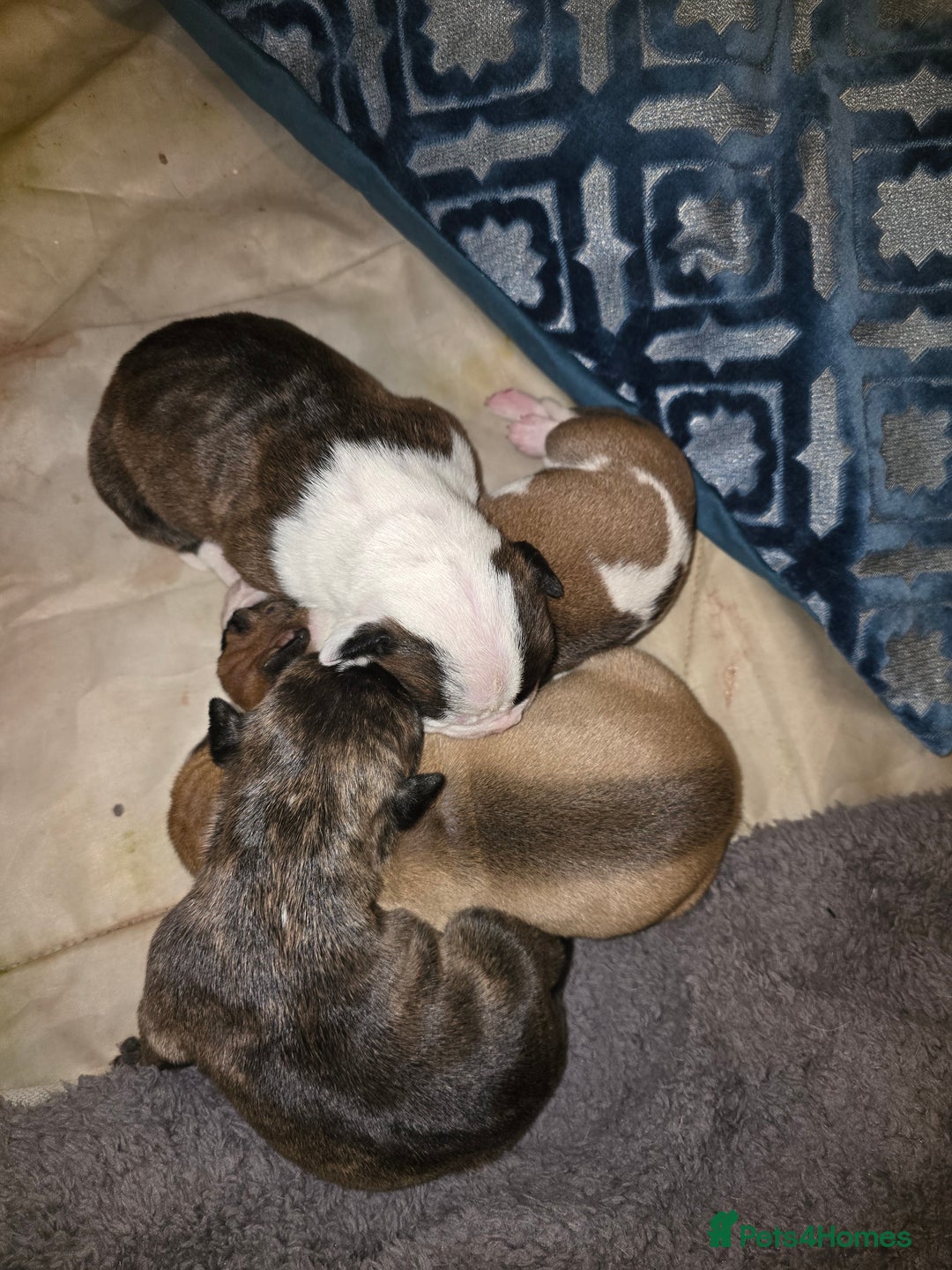 American Bulldog dogs for sale: American bulldog pups for sale - Image 2