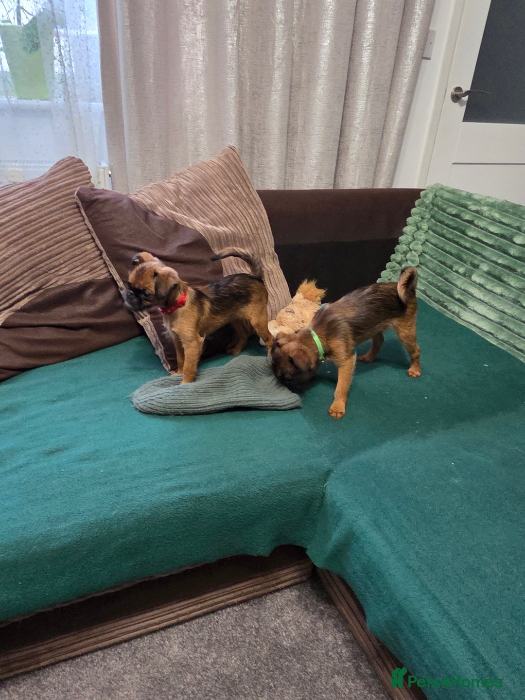 Griffon Bruxellois dogs for sale: Griffon Bruxellois KC registered - Advert 19