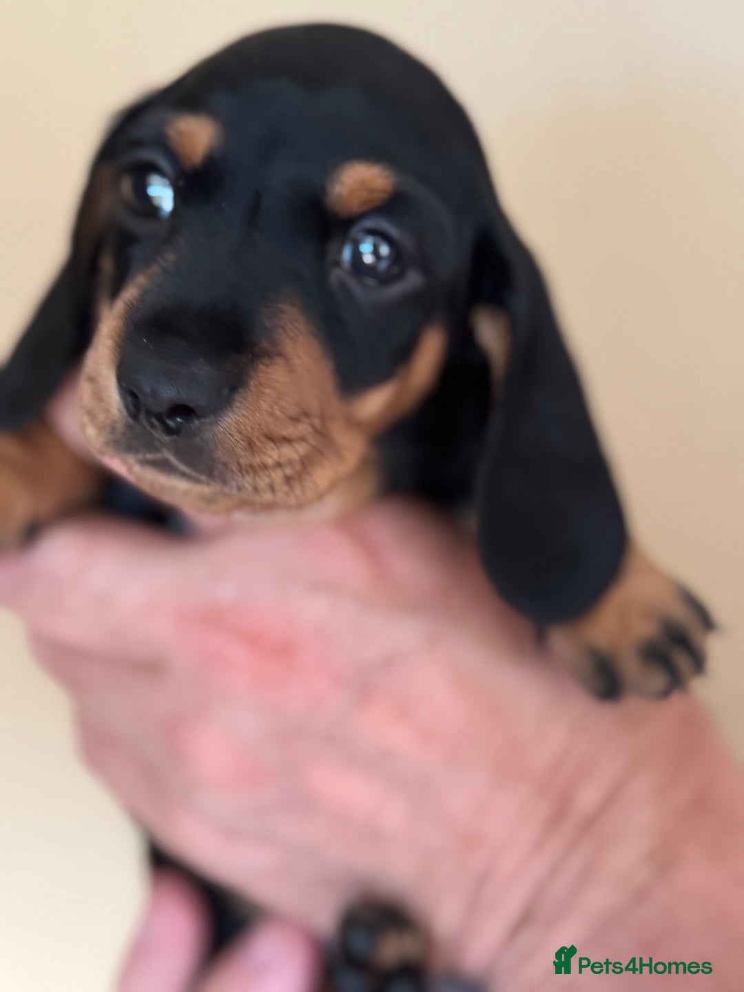 Miniature Dachshund dogs for sale: KC REGISTERED MINIATURE DACHSHUND BLACK AND TAN - Image 10