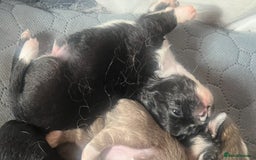 Chihuahua dogs for sale: Long haired KC chihuahuas  - Image 10