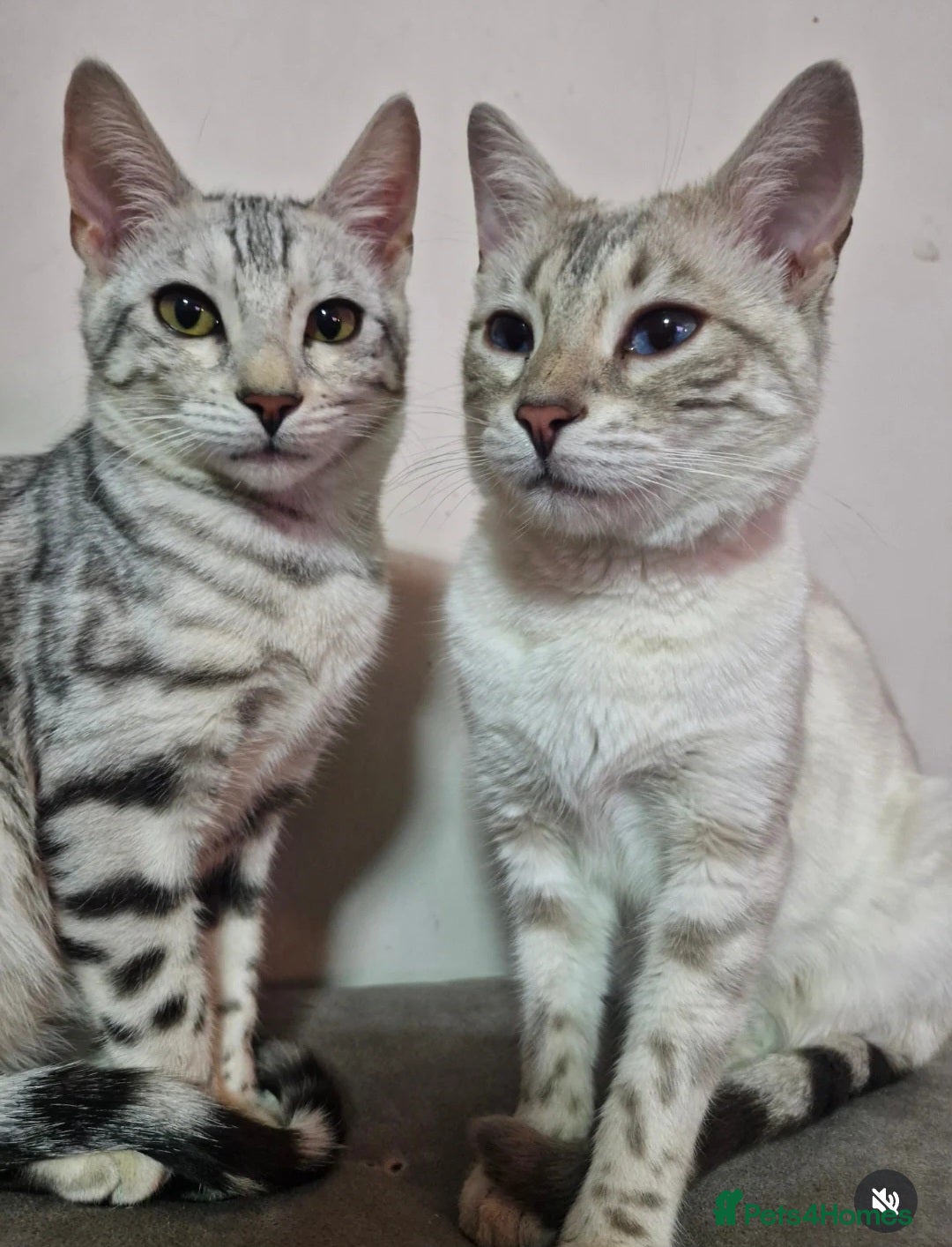 Bengal cats for sale: Rare 💎Silver💎 female bengal Active TICA reg - Advert 3