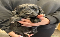 Cockapoo dogs for sale: Cockerpoo - Image 10