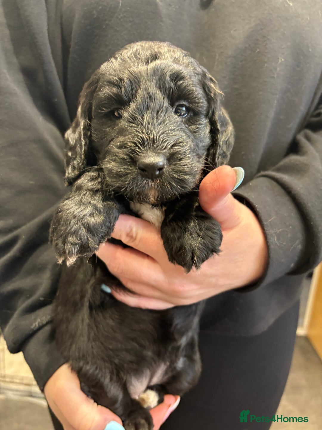 Cockapoo dogs for sale: Cockerpoo - Image 10