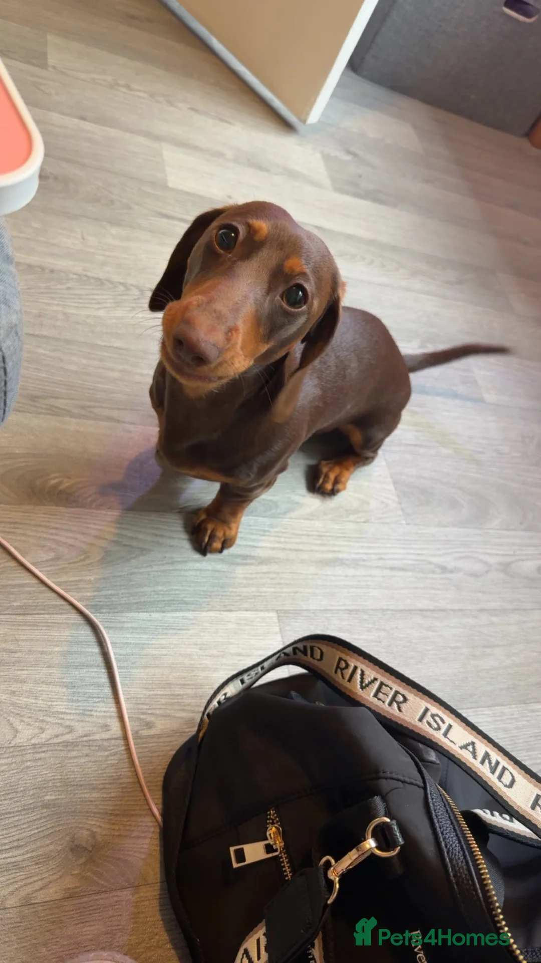 Miniature Dachshund dogs for sale: Winnie miniature daschund  in Haywards Heath - Advert 2