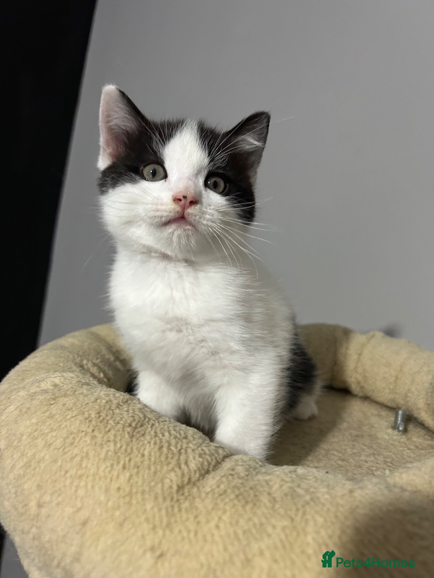 Domestic Shorthair cats Black & White Kittens - Advert 22