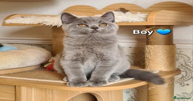 British Shorthair cats - Advert 5