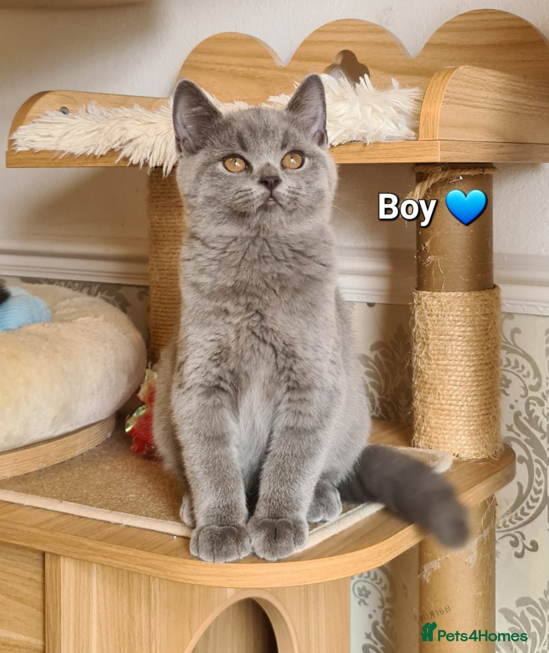 British Shorthair cats for sale: GCCF Lilac,Blue,Bicolor quality BSH kittens  - Image 1