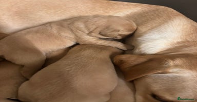 Labrador Retriever dogs Fox red Labrador - Advert 6