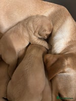 Labrador Retriever dogs Fox red Labrador - Advert 7