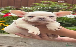 French Bulldog dogs for sale: Beautiful small build fluffy/fluffy carrier french - Image 6