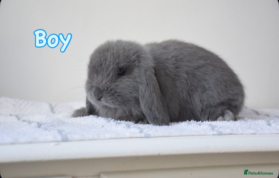 Mini Lop rabbits for sale: Beautiful pure mini lop bunnies  - Image 11