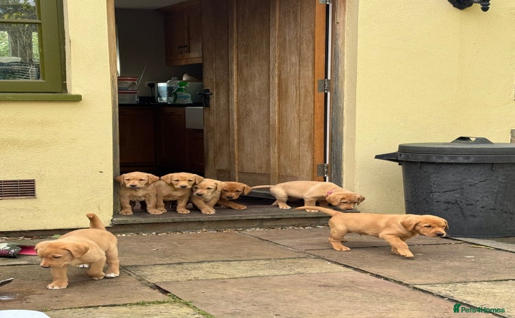 Labrador Retriever dogs - Advert 13