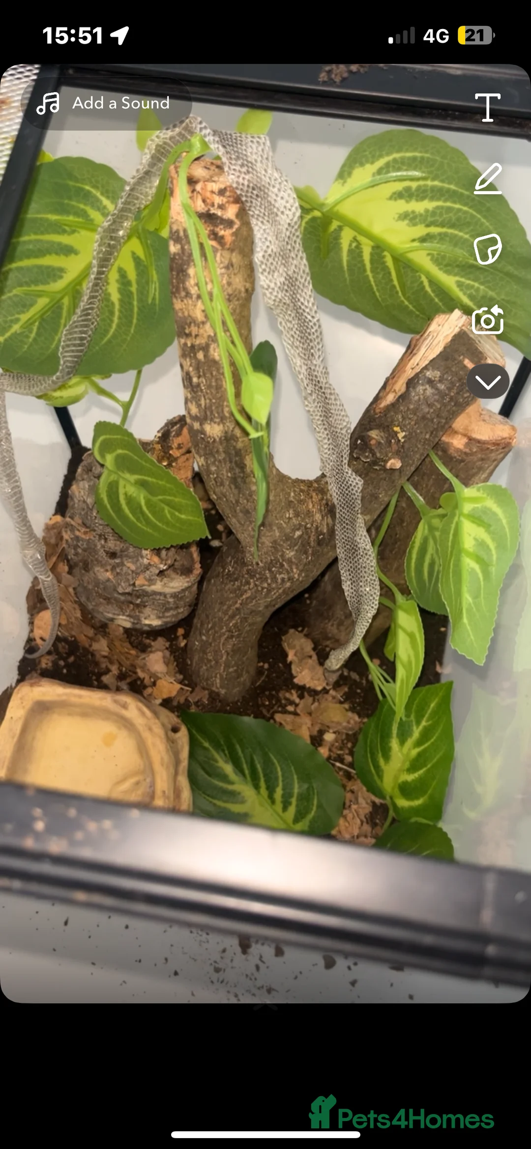 Tarantulas invertebrates for sale: Suntiger turantula  - Advert 2