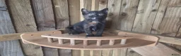 Mixed Breed cats for sale: 3 Tortie Kittens Polydactyl  - Advert 6