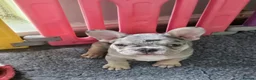 French Bulldog dogs for sale: French Bulldog Puppies - Advert 5
