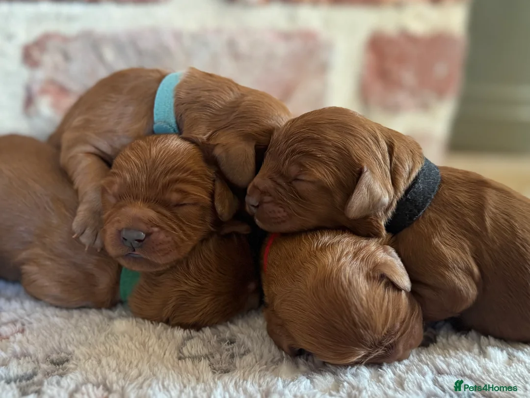 Cavapoo dogs for sale: F1 cavapoos  - Advert 5