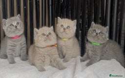 British Shorthair cats for sale: Absolutely beautiful BSH kittens  - Image 19