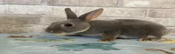 Rex rabbits for sale: Mini Rex  - Advert 4