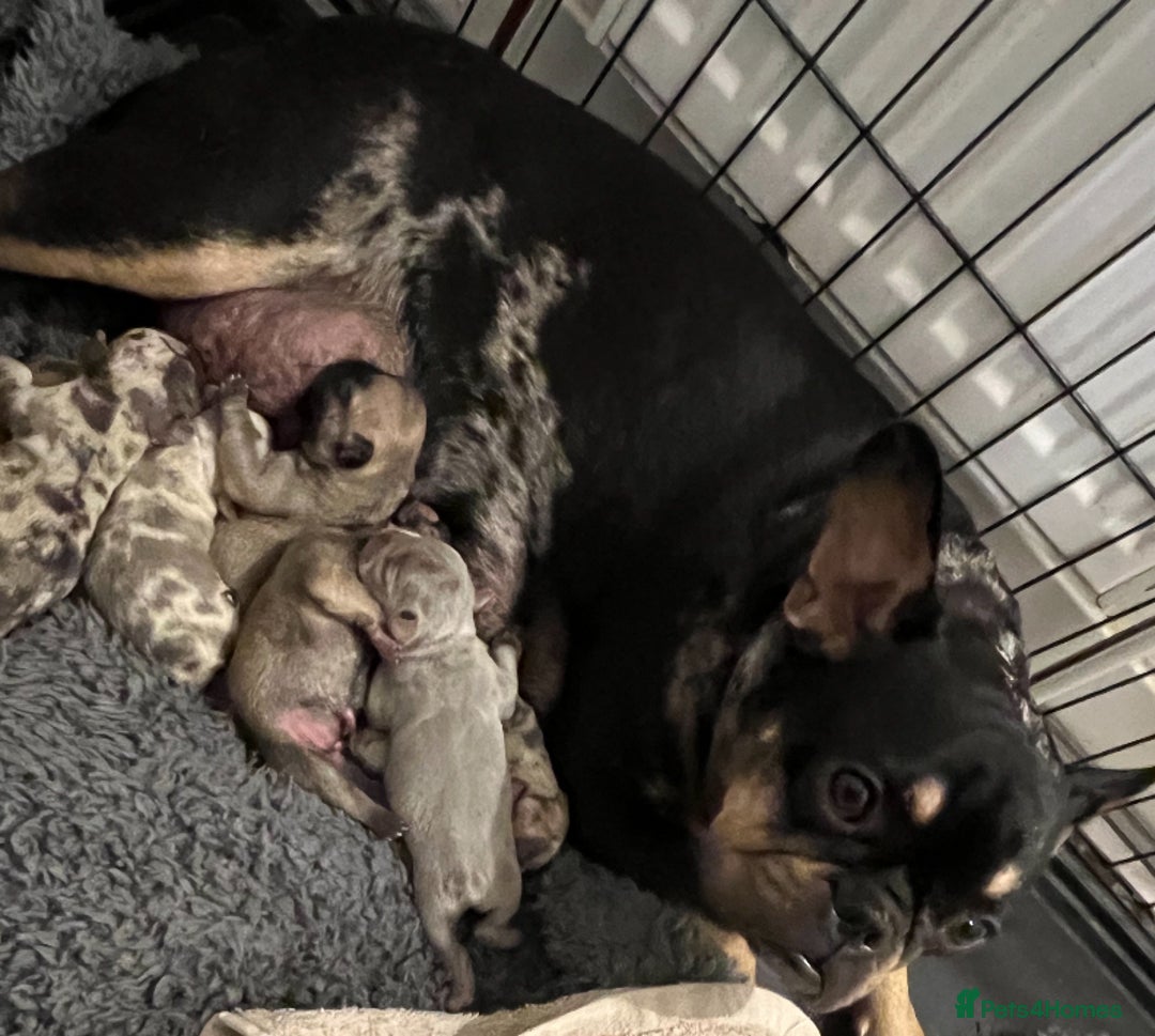 French Bulldog dogs for sale: ***BEAUTIFUL LITTER OF 7 FRENCH BULLDOGS *** - Image 1