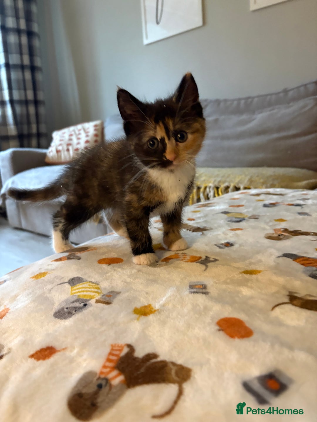 RagaMuffin cats for sale: Beautiful Ragamuffin Kittens Ready December 24th   - Advert 35