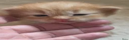 British Shorthair cats for sale: Ferns last litter  - Advert 16