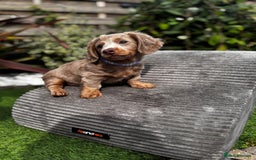 Miniature Dachshund dogs for sale: 💗 READY TO LEAVE - K.C MINIATURE DACHSHUND 💗 - Image 18