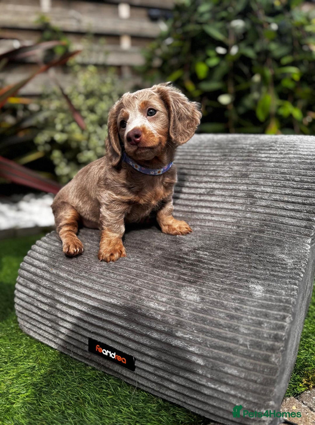 Miniature Dachshund dogs for sale: 💗 READY TO LEAVE - K.C MINIATURE DACHSHUND 💗 - Image 18