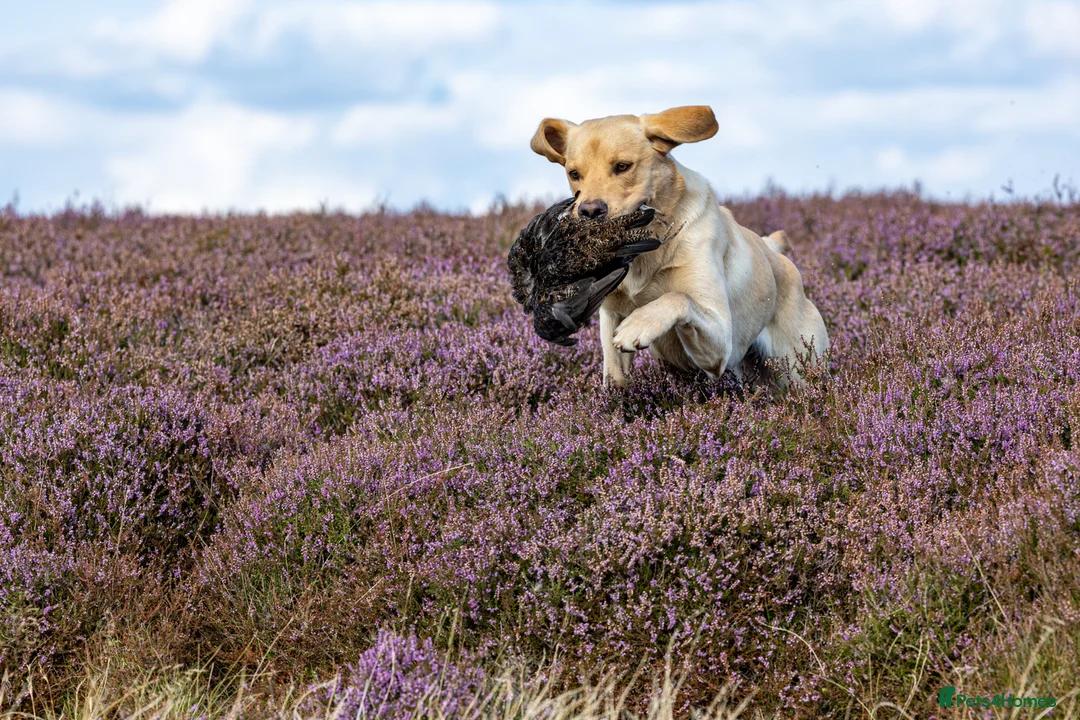 Labrador Retriever dogs for stud: FULLY HEALTH TESTED Yellow Lab for Stud - Advert 4