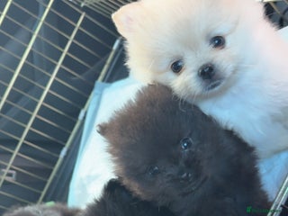 Pomeranian dogs KC REG POMERANIAN - Advert 1