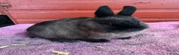 Netherland Dwarf rabbits for sale: Young Netherland Dwarfs - Advert 2