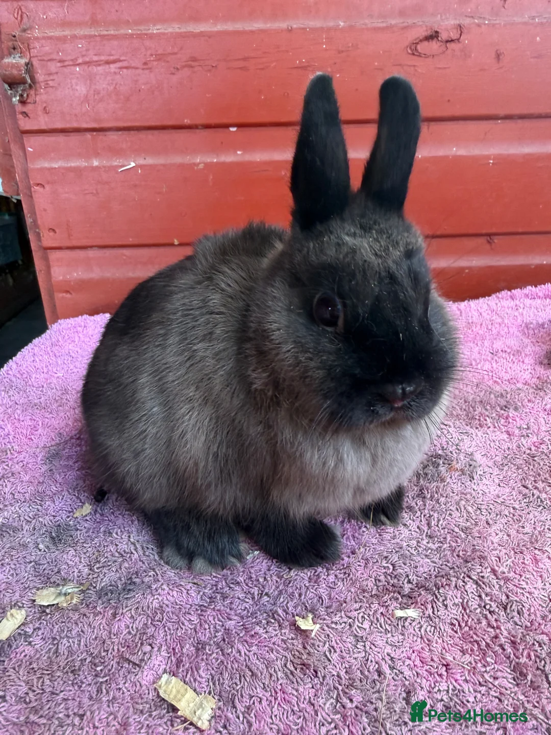 Netherland Dwarf rabbits for sale: Young Netherland Dwarfs - Advert 2