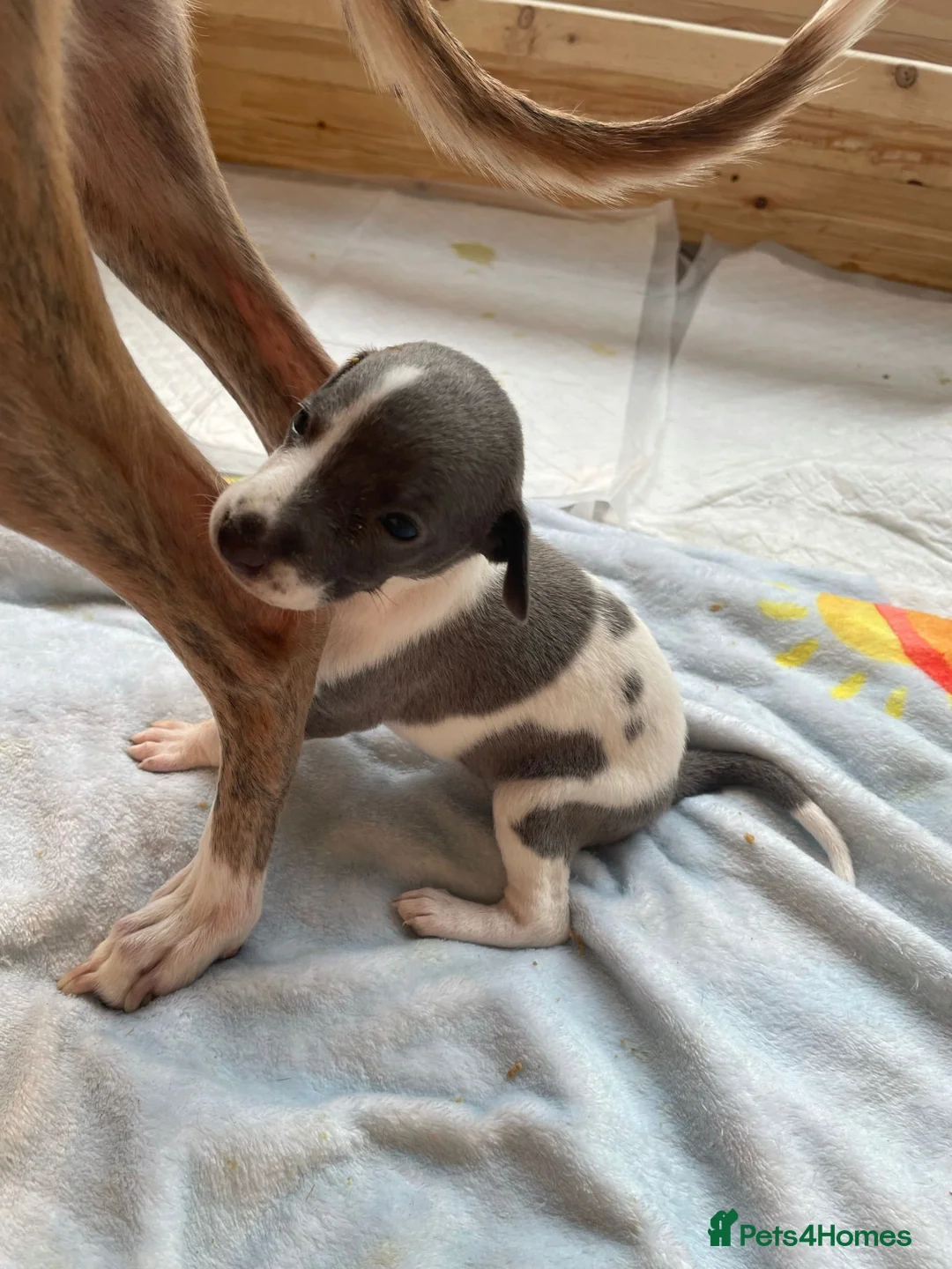 Whippet dogs for stud: 2 KC whippet for stud,both heart tested clear in Bishop Auckland - Advert 15