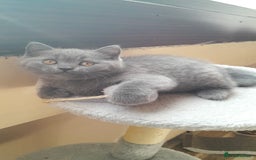 British Shorthair cats for sale: British Shorthair kittens from champion bloodline - Image 12