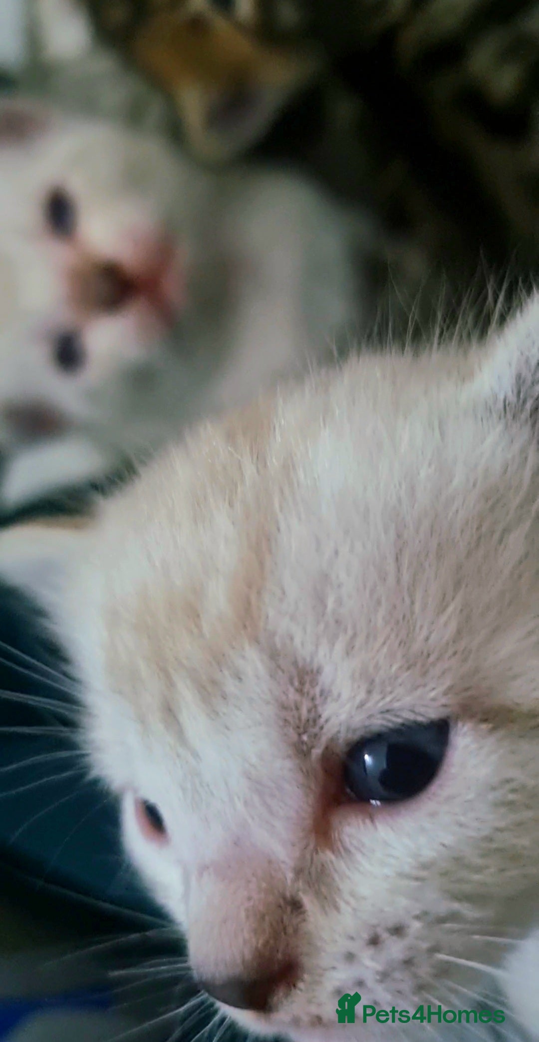 Bengal cats for sale: 🤩RARE BLUE BENGAL🤩SNOW LYNX🤩 BROWN🤩 - Image 14