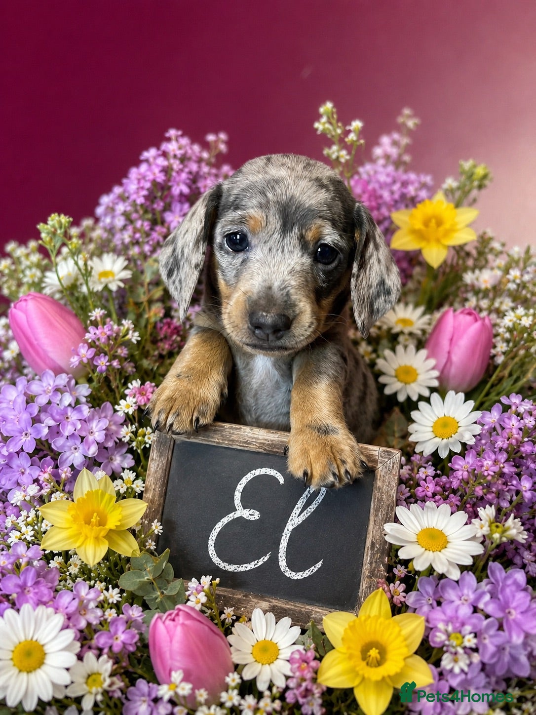 Miniature Dachshund dogs Last 2 gorgeous miniature dachshund girls - Advert 5