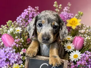Miniature Dachshund dogs Last 2 gorgeous miniature dachshund girls - Advert 5