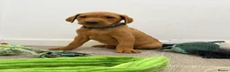 Labrador Retriever dogs for sale: Labrador puppies from a loving family home. - Advert 32