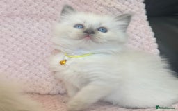 Ragdoll cats for sale: Affectionate, Cuddly, Playful Kittens - Image 13