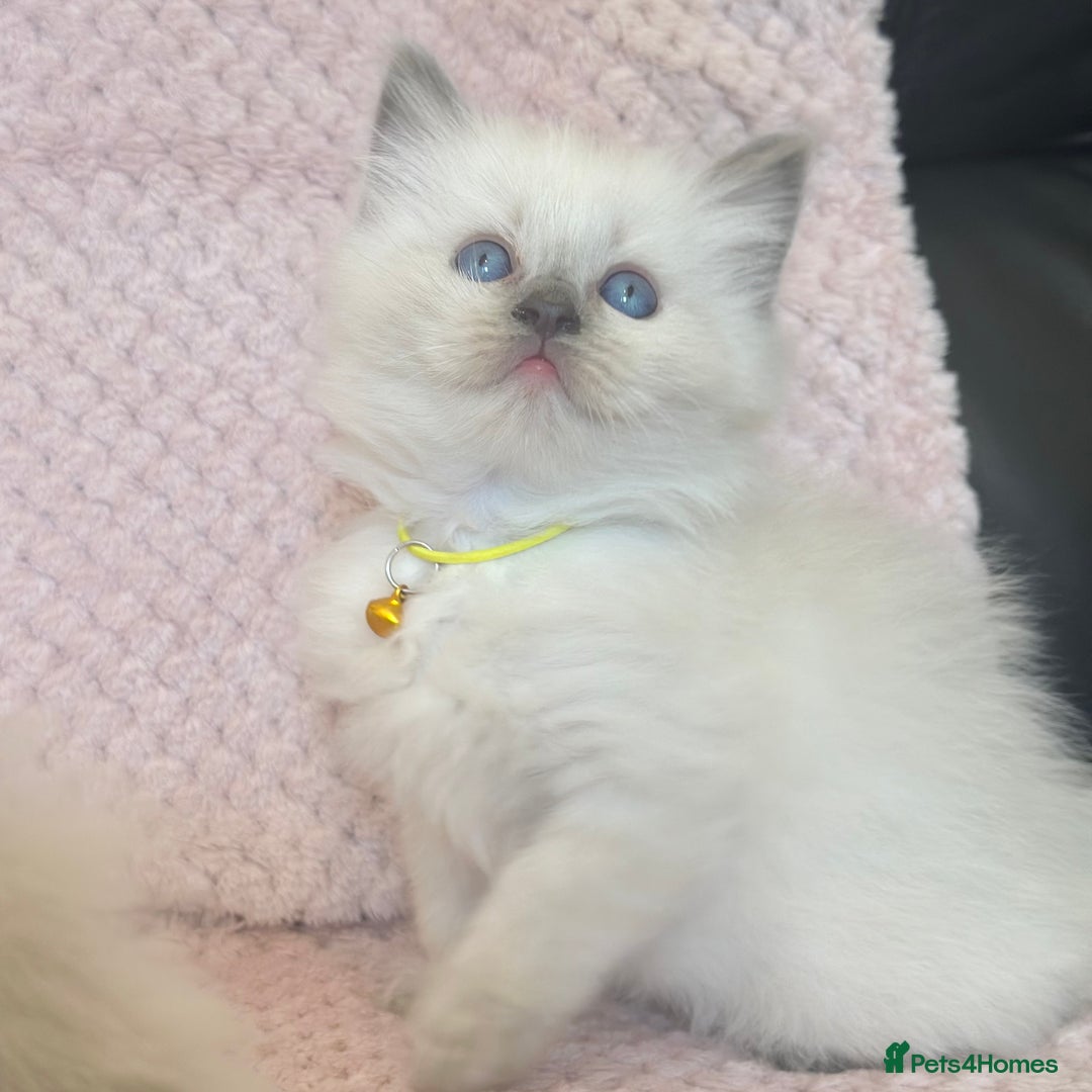 Ragdoll cats for sale: Affectionate, Cuddly, Playful Kittens - Image 13