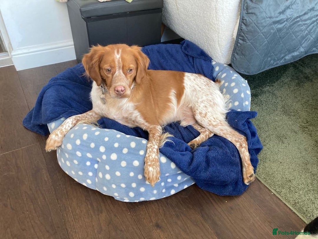 Brittany Spaniel dogs for adoption: Handsome, gentle, charming Marmalade in Surrey - Image 5