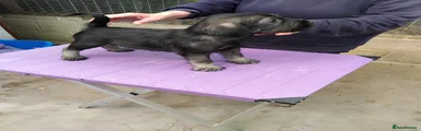 3. Purple collar